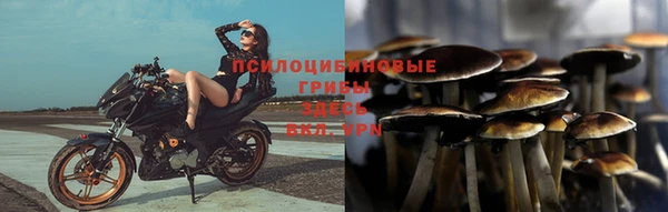 прущие грибы Богородск
