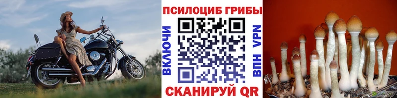 дарнет шоп  Горно-Алтайск  Псилоцибиновые грибы MAGIC MUSHROOMS 